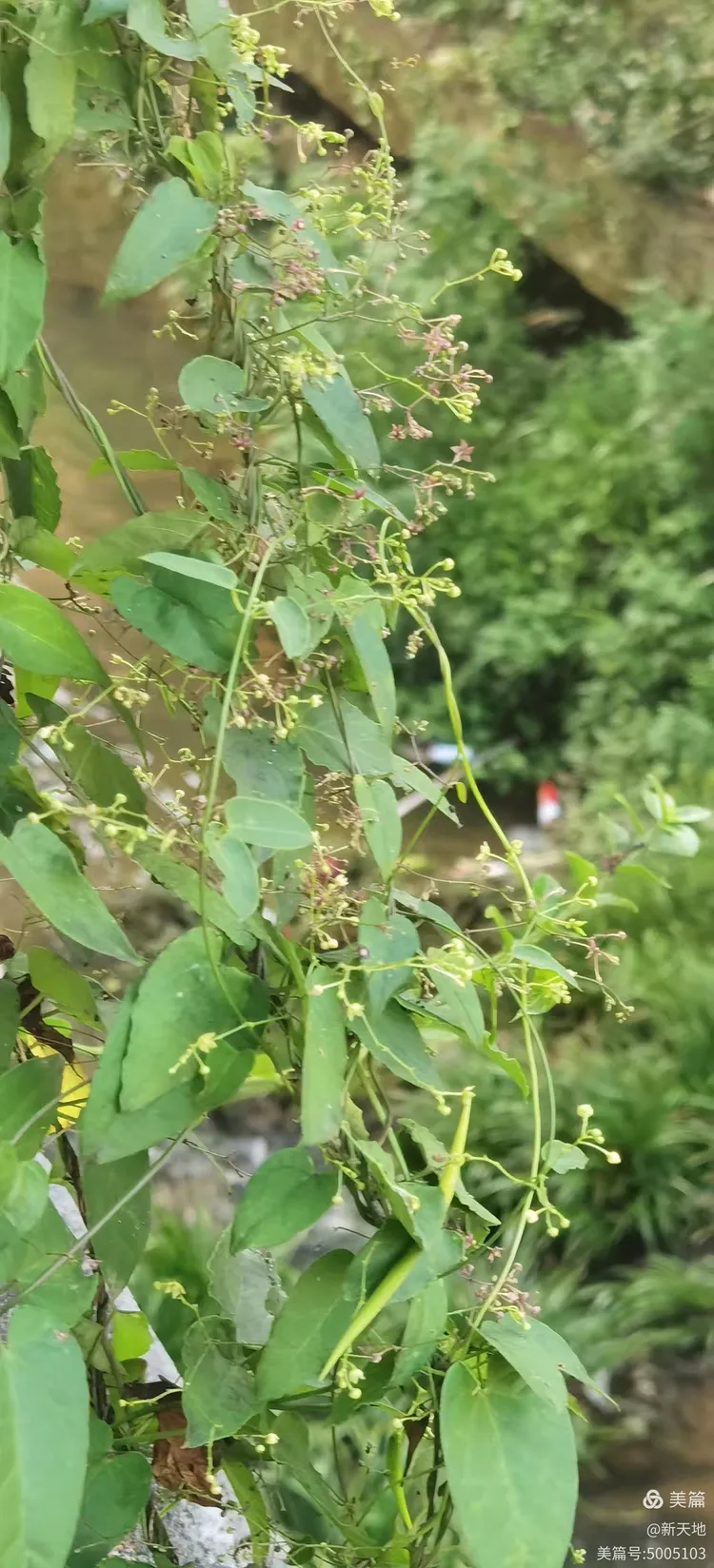 植物观赏 娃儿藤,土名五重瓦,老君须,别名七层楼